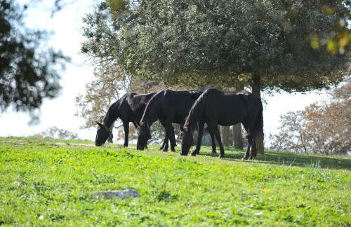 Masseria Tagliente - Foto 22