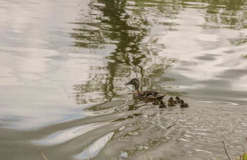 Willow Lodge - Foto 37