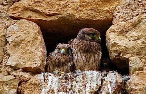 Manoir du Boscau, Louis IX - Foto 25