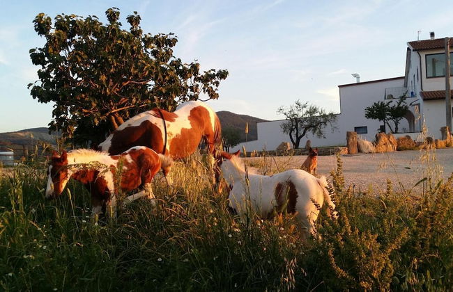 Masseria Straziuso - La Vaccariccia - Photo 22
