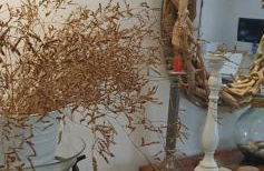 Helen of Troy House - Foto 22