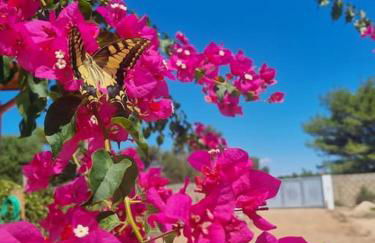 Villa Nido dei Passeri - Foto 60