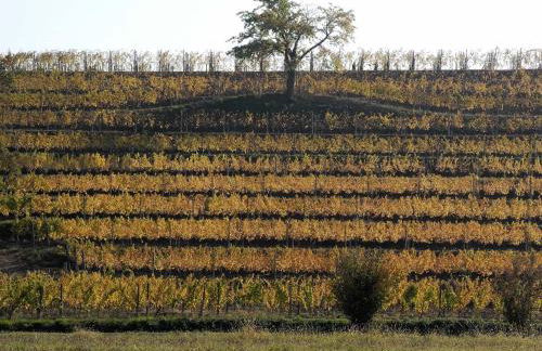 Casali del Picchio - Winery - Foto 35