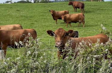 Cosy Cottage in Charming Village Close to Beach - Pass the Keys - Foto 18