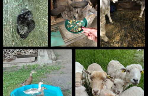 Appartements Schusterbauer - Foto 10