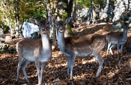 Agriturismo La Pedruscia - Foto 17