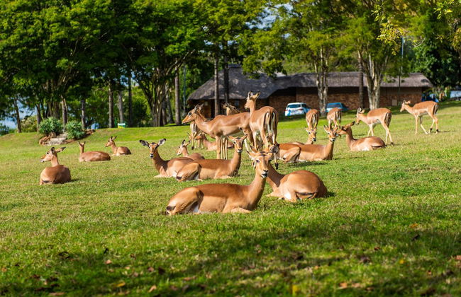 Kruger Park Lodge Unit No. 516 - Foto 36