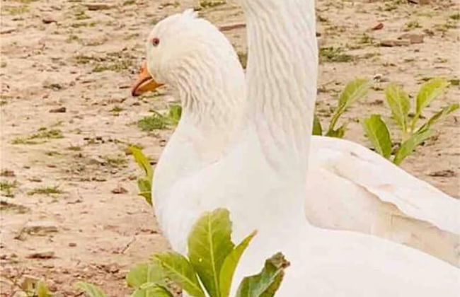 Cute and Cosy Shepard hut With Wood Fuel hot tub - Foto 26