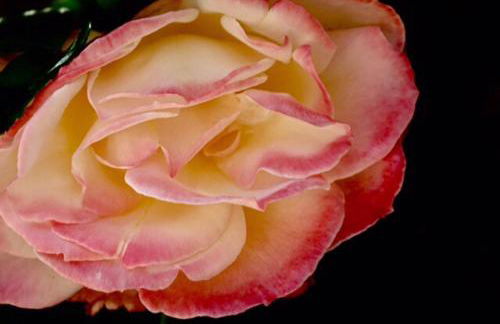 Ciuci's Manor - Foto 22