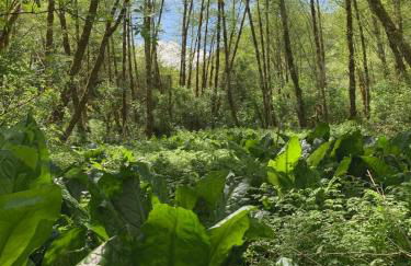 Sweet Root Hollow - Foto 15