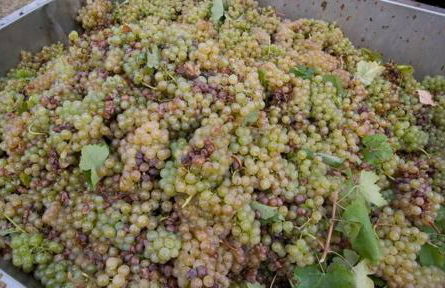 Villa Il Cigno - Photo 47