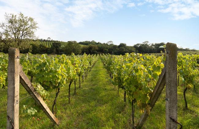 Horní Věstonice - Foto 22