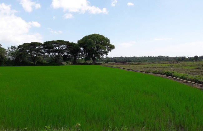 Lake Villa Near Udawalawe National Park - Foto 18