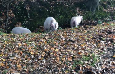 Spire View - New Forest Holiday Home - Photo 34