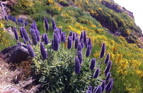 Blooming Botanic Houses - Foto 37