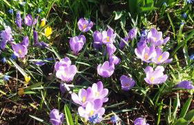 Gartenhaus Steffie - Foto 7