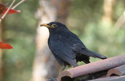 Amselgarten - Foto 65