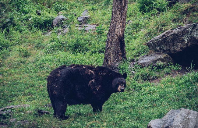 Safari por Omega Park - Foto 5