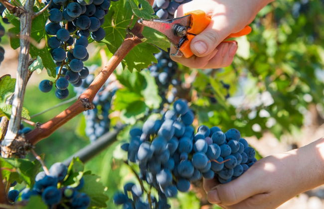 Tenuta La Presa - Foto 51