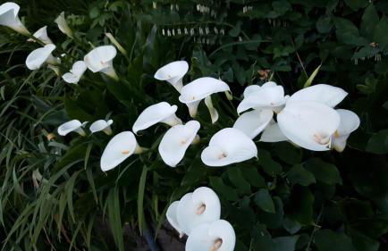 Charming Beach Cabin in Quartermaster Harbor - Foto 35