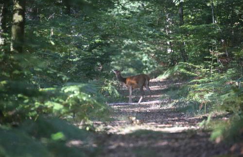 La Vallée des Biches G1 - Foto 24