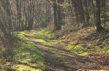 Ferienhaus Waldbaden im Nationalpark Eifel- am Bach - Foto 68