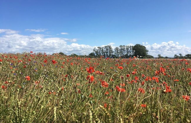 Baltic Sea Dromelhus - Foto 2