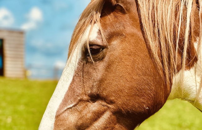 Gratton Grange Farm Holiday Cottage - Foto 35