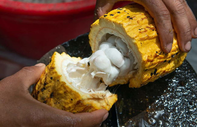 Day Trip to a Cocoa Farm - Photo 1