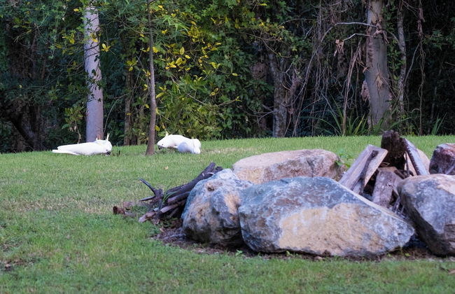 Airlie Beach Eco Cabins - Adults only - Photo 69
