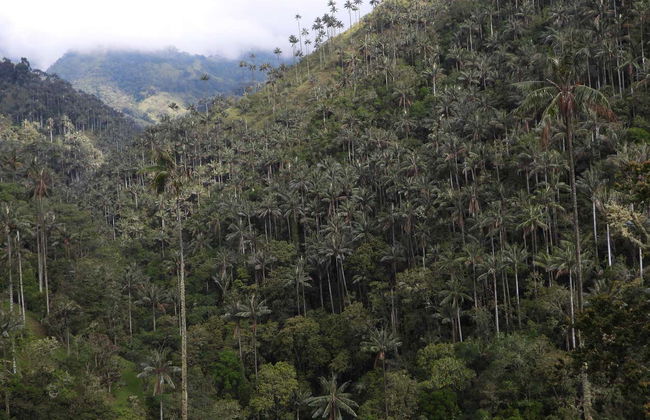 Excursion privée au sanctuaire de palmiers à cire de Tochecito - Photo 4