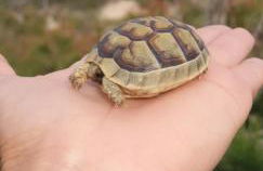 Sardinian Seaside Retreats - Foto 12