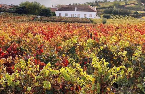 Morgadio da Calcada Douro Wine&Tourism - Foto 43