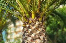 PEÑISMAR AZAHAR - Photo 49