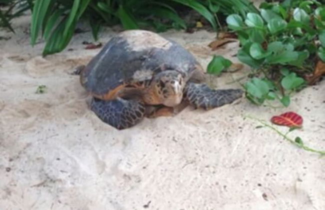 Surfers Self-Catering Chalets - Photo 28