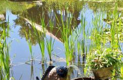 Haus Masur - Photo 9