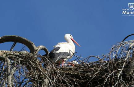 La Bourgogne en Alsace - charmant séjour familial - Foto 20