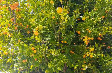 Villa Mara με ιδιωτική παραλία - Foto 48