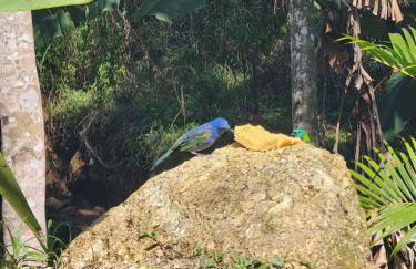 Sítio Donana Sana - Photo 29