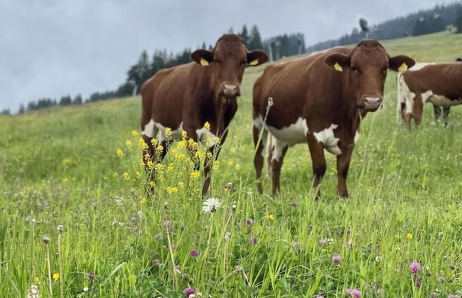 Apartment Alpenresort Saalbach E2 - Foto 20