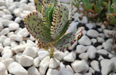 Las Casitas Masdache - Foto 43