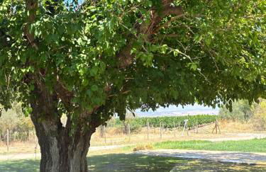 Bosco Elda - Foto 29