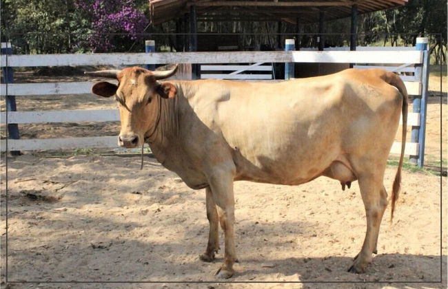 Engenho da Serra Hotel & Ecoresort - Foto 63