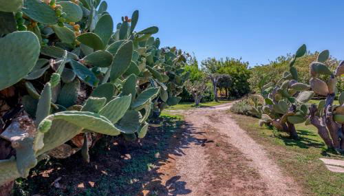 Masseria Copertini - Foto 3