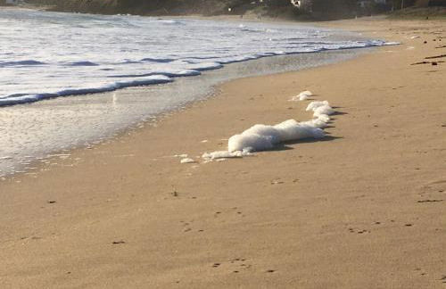 Magnifique Maison face à l'Océan - Pointe du RAZ - Foto 29
