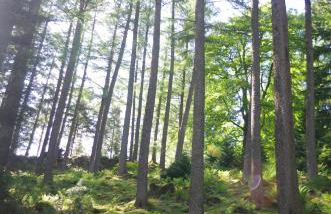 Ruskin Lodges Argyll, by Puck's Glen, Rashfield near Dunoon - Foto 7