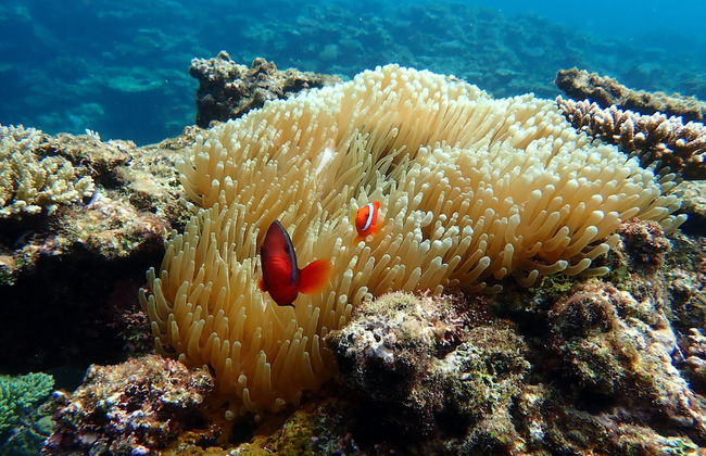 Blue Ocean Resort - Foto 33