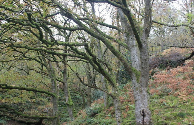 Relaxing pet Friendly 2-bed Cottage in Rhandirmwyn - Foto 18