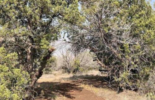 Cottonwood Creek Cabins - Alpine, TX - Foto 45