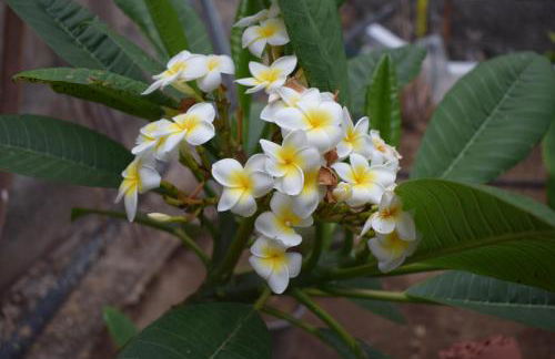 Chicho's Home - Foto 31